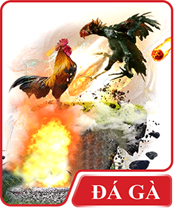 Đá gà td88