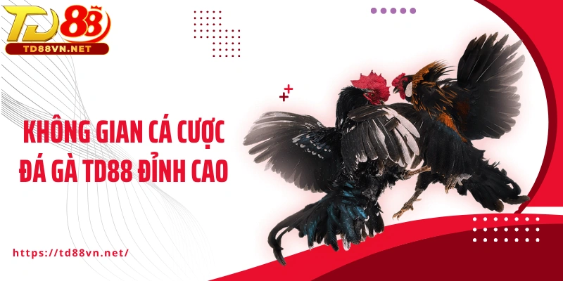 Không gian cá cược đá gà TD88 đỉnh cao