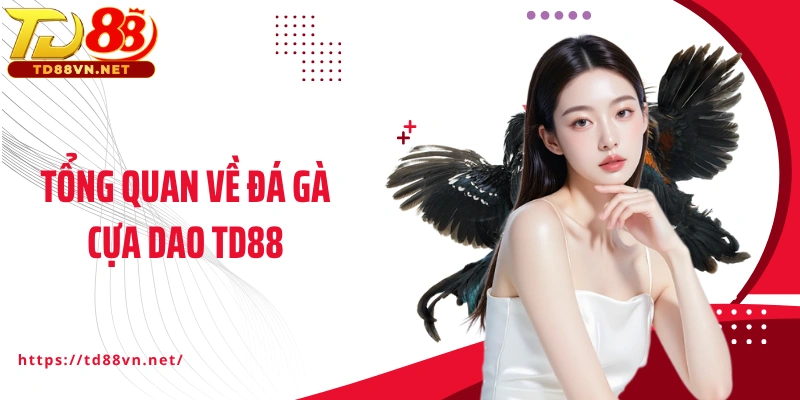 Tổng quan về đá gà cựa dao TD88